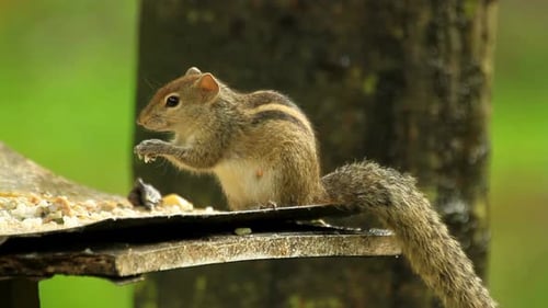 Cute Striped Squirrel Eating in Nature