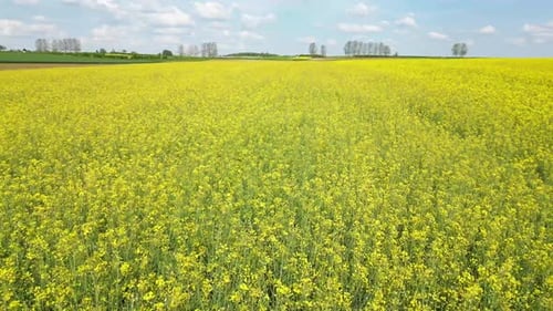 Aerial view of rapeseed fields in Aljmas, Osijek-Baranja, Croatia.