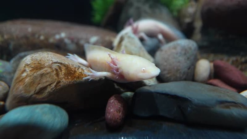 Adorable Pink Axolotl Swimming Underwater in Dark Aquarium, Nature ...