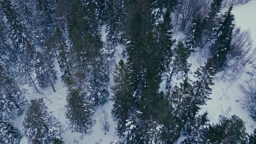 Spruce Trees In Snow-Covered Forest During Winter. Aerial Drone Shot