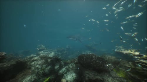 A Large Shark Swimming Over a Coral Reef