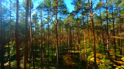 FPV Flight Through Autumn Forest With Sun Rays Coming In