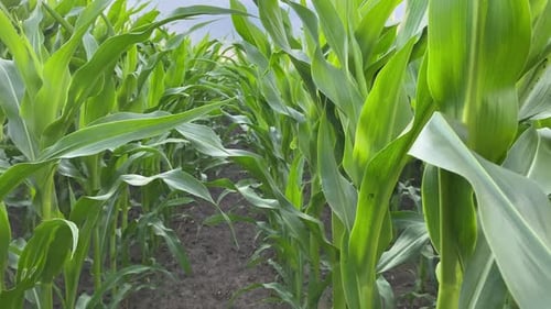 Female Agronomist Researches Crop Growth in Corn Field at Sunset