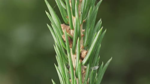 Spruce twig with prickly needles, close-up. Rotate and slide up.
