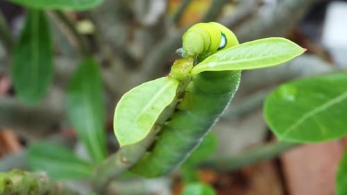 Green Caterpillar Eating Leaves in Nature Close Up
