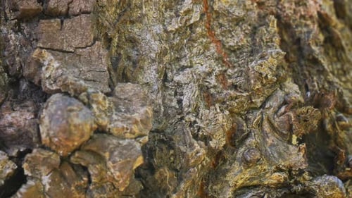 Intricate Details of Natural Tree Bark Texture