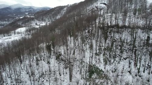 Aerial Snowy Forest