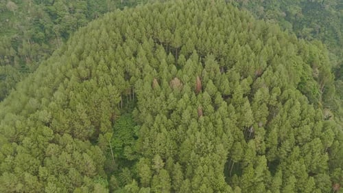 Aerial view green dense trees of forest on top of hill.