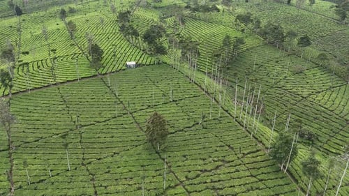 Tea Field Wonosobo