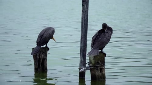 A Close Up of Two Black Cormorant Birds Sitting on a Wooden Stump in the Ocean near the Coast Cleani