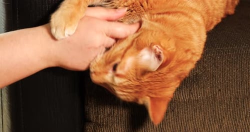 Ginger Cat Receives Affectionate Petting on the Couch