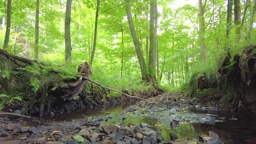 Nature paradise landscape. Jungle forest sunny day with river stream