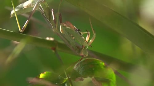 Large green praying mantis in bush close up, 2022