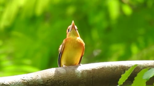 Vibrant Bird Perched on Branch in Tropical Forest