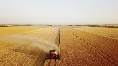 Aerial Drone View Combine Harvesters Working in Wheat Field on Sunset Harvesting Machine Driver