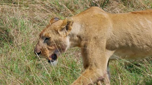 Wild Lioness Moving Across Dry African Field