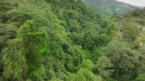 Vue aérienne de la forêt luxuriante du Costa Rica | Aventure en tyrolienne
