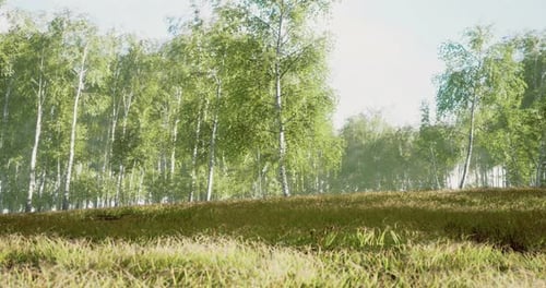 Lush Green Forest Under Bright Sunlight Highlights Natures Beauty