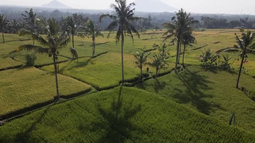 Aerial View Of Rice Fields And Coconut Trees At Summer.