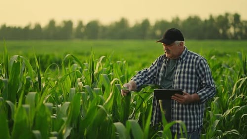 Agronomist Controlling Grow Of Maize Plants In Field In Summer Evening Old Farmer with Tablet