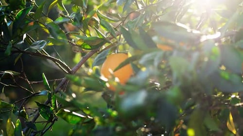 Oranges on the Orange Tree on a Summer Sunny Day