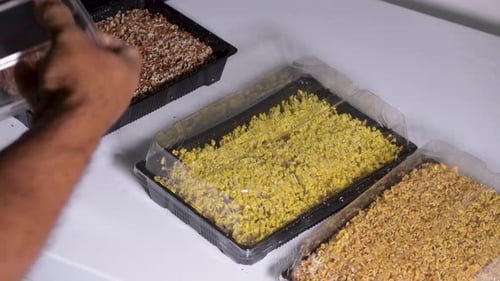 Watering Tray of Fresh Microgreens Growing Indoors