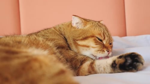 Tabby Cat Grooming Paws on White Bed