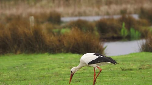 White stork grazing with its beak in green grassy pasture by river.