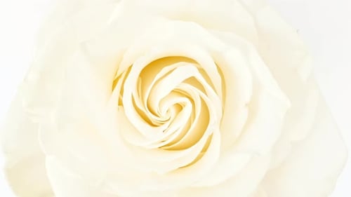 Zarte rosa Rose, rotierend auf weißem Hintergrund, Makro-Aufnahme, Knospe, blühende rosa Rosenblüte, geöffnet
