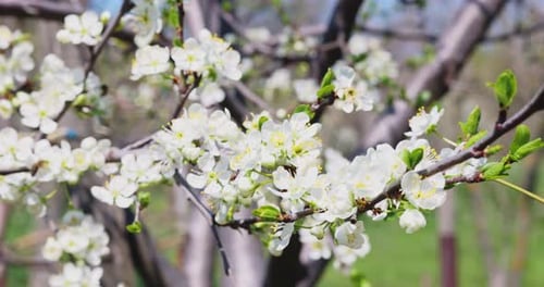 Blooming Tree