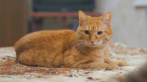 Cute Orange Tabby Cat Lying Indoors on Bed
