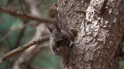 Eurasian Gray Squirrel resting on a pine tree and jumps up on the trunk - close-up