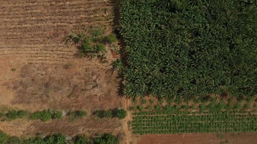 Gravity irrigation success on barren desert land, Brazil, South America