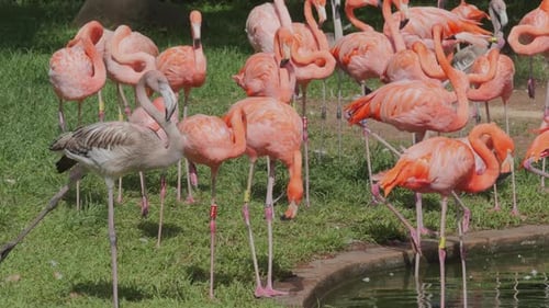 Flamingos of different species standing by a pond, showcasing their long necks