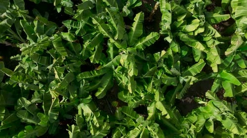 Aerial View The Dense Banana Orchard Glows with Green Foliage Creating a Serene and Natural Farming