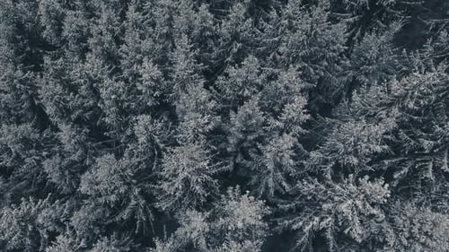Aerial View Of Coniferous Forest In Winter.