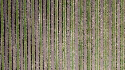 Neues junges Weingut im Frühling