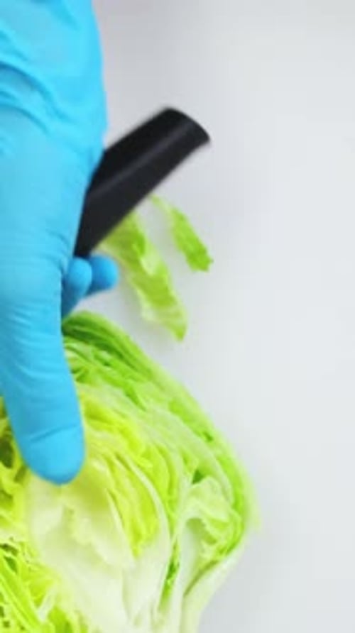 Chef Hands in Blue Gloves Cut Fresh Iceberg Salad