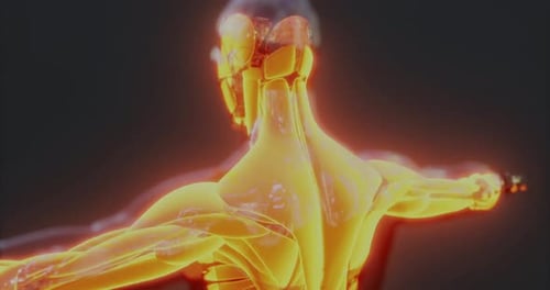 Understanding the Complex Anatomy of Human Body Muscles in 3D Representation