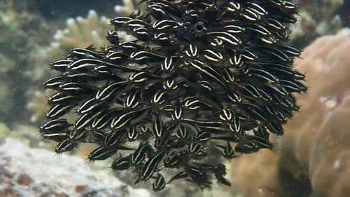 Close up on juveniles striped eel catfish form dense ball-shaped school in a shallow reef. Moalboal,