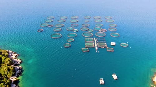 Aerial view of fish farm with circular enclosures in blue sea.