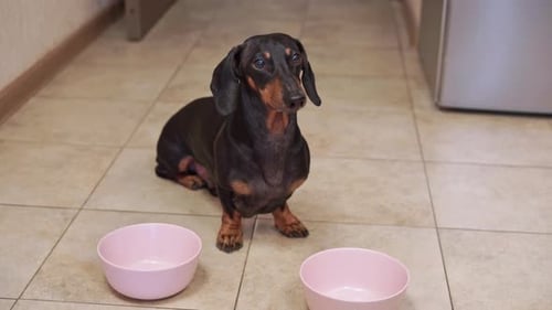 Patient Dachshund Dog Sits near Two Pink Bowls