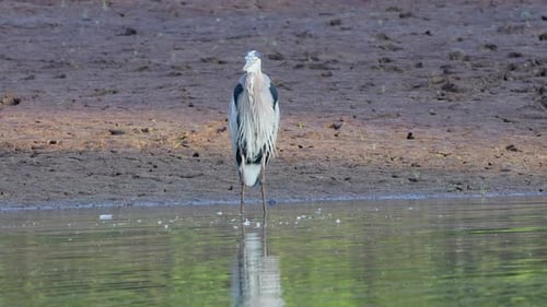 Ein Graureiher, der in einem Teich steht und sich umschaut.