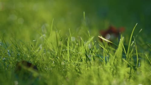 Grüner Grashintergrund Gefallene Blätter aus nächster Nähe. Wald, Wiese, dicht bewachsenes
Grün