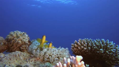 Clownfish Swimming Among Anemone and Coral Reef