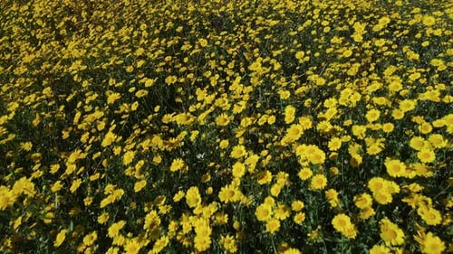 Close Up Drone View of Yellow Wild Field Flowers A Carpet of Yellow Wild Flowers in a Meadow in