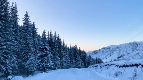 Snowy fir trees during winter
