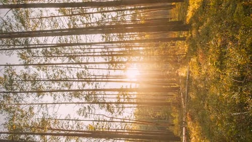 Time Lapse Beautiful Sunset Sun Sunshine In Sunny Autumn Forest Sunlight Sunrays Shine Through Woods