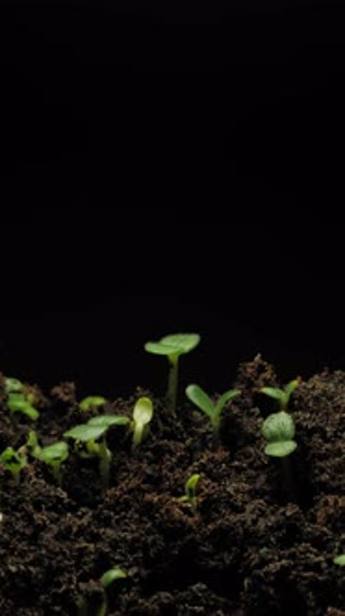 Seedlings Sprout From Rich Soil Time Lapse