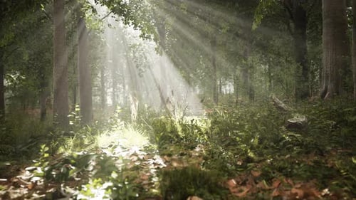 Forest Trees Nature Green Wood Sunlight View